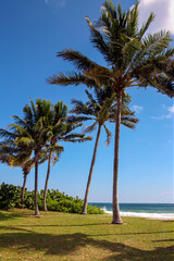 Fototapeta premium palm trees in the grass with blue sky and ocean