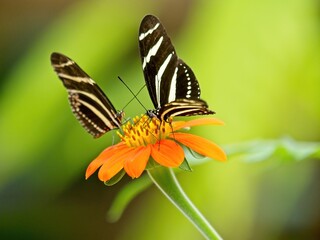 Pair of Zebra Butterflies (Heliconius charithonia) on the yellow flower against blurred background