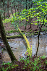Forest landscape with a creek in Pennsylvania
