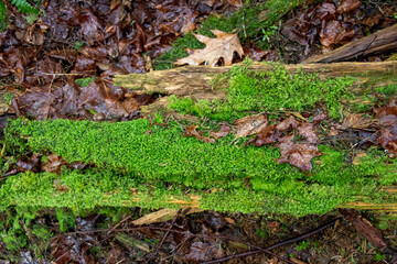 Moss-covered log in the woods