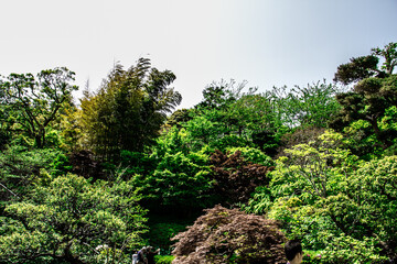 Obraz na płótnie Canvas Plants and trees that color the mountains of Kamakura_03