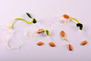 Live Pumpkin Cucurbita seeds at early stage to later stages of germination showing the various cycle as they continue to grow and get readied for spring plantings.