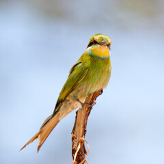Swallow-tailed Bee-eater posing on a branch in the Kgalagadi Park, Kalahari desert, South Africa