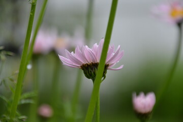 Obraz premium Pink Daisy Blooming