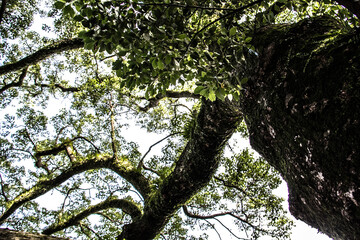 Fototapeta premium A large historic tree at a shrine in Nagasaki_01