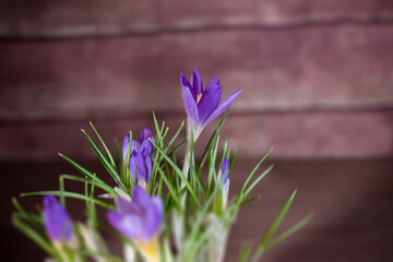 a Bush of spring purple flowers on a wooden background