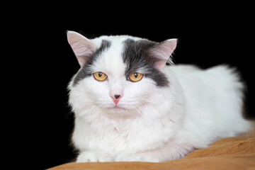 a white cat is lying on a bedspread on a black background. selective focus
