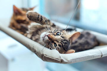 Two cute bengal kittens gold and chorocoal color laying on the cat's window bed and relaxing.