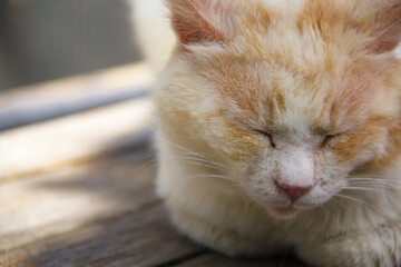 長崎の野良猫_06