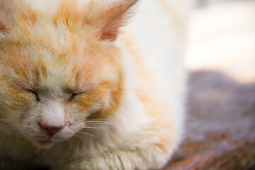 長崎の野良猫_05