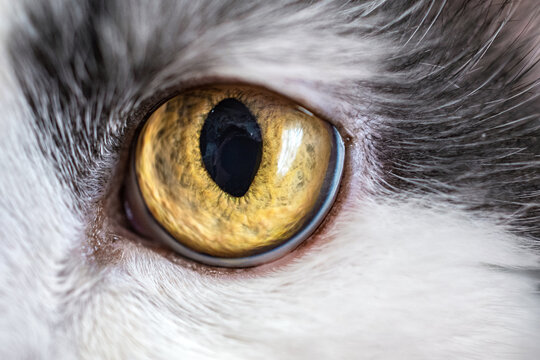 macro photo of a cat's sad yellow eye