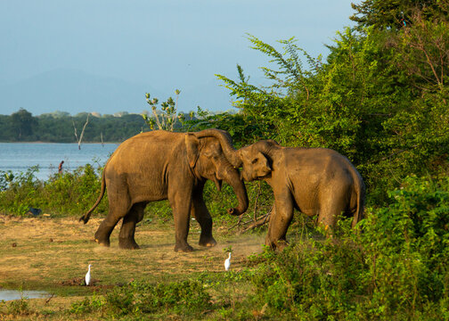 Elephant Smile