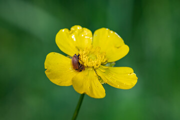 Buttercup (Ranunculus) - a genus of annual or perennial herbaceous plants of the family...