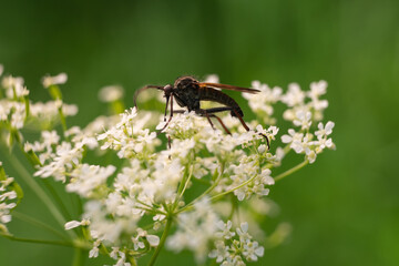 Insects on flowers and grass. In a park or garden. Forest growths and microcosm.