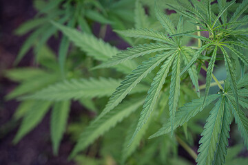 Close-up of marijuana plant growing at outdoor cannabis farm.