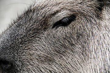 長崎バイオパークのカピバラ_06