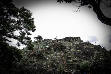 Rama in Nagasaki Biotech Park_02