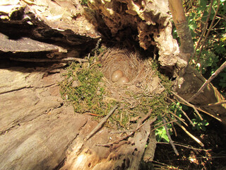 Cunningly concealed nest of the Cape Robin-thrush hidden in a natural bowl in a rotting tree stump in the gardens of the Language Monument in Paarl South Africa