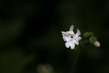 white flower on black background
