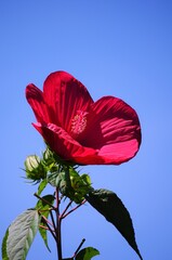 快晴の空に向かって咲くタイタンビカスの花です