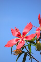 雲一つない空に向かって咲くモミジアオイです