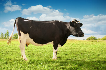 A black and white cow grazes in a pasture, on a green grass field, in the summer. In the meadow a young cow eats grass. Concept of cow's milk, cheese, sour cream, cottage cheese