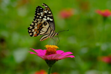 a tropical butterfly alighted on pink zinnia flowers. The butterfly sucks on honey flowers or nectar for its food. this is a symbiosis between a butterfly and a flower. macro photography.