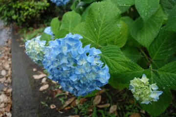 6月の水色の紫陽花の花