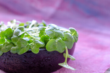 Microverde de rabanete