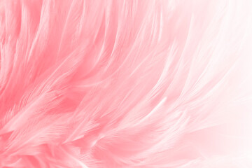 Beautiful soft pink, white feathers texture line background.