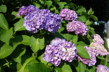 晴れた日の紫の紫陽花