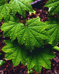 Maple leaves in the forest after a rain