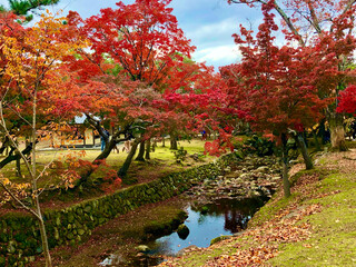 Autumn in the Nara Park