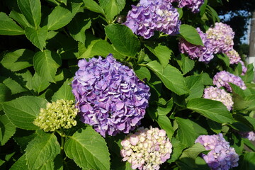 晴れた日の紫の紫陽花