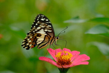 Plakat a tropical butterfly alighted on pink zinnia flowers. The butterfly sucks on honey flowers or nectar for its food. this is a symbiosis between a butterfly and a flower. macro photography.
