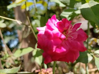 Obraz premium pink rose bush
