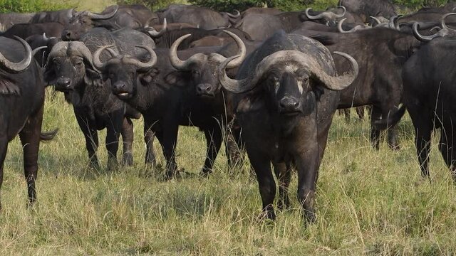 Big boss Cape buffalo shakes its huge horns aggressively.