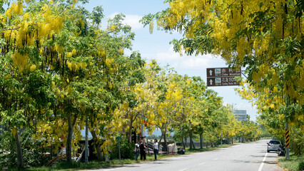 Beautiful Indian Larbunum along the Tai-193 line, Taitung, Taiwan