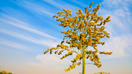 this is a very beautiful flower in a sunlight.