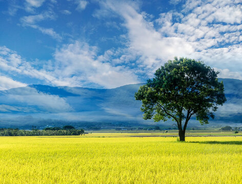 Aerial view of Beautiful Rice Fields in taitung . Taiwan