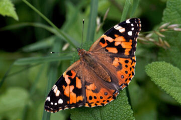 A Painted Lady Butterfly basking in the sun.
