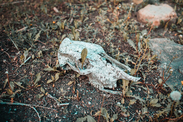 Skull on the ground