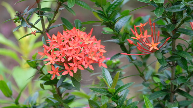 Tropical Flowering Plant Loosestrife And Pomegranate Family