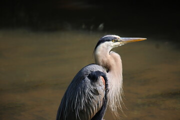 Great Blue Heron fishing