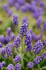 Fototapeta na wymiar Beautiful purple flowers