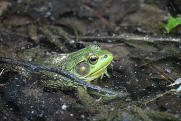 Bull Frog waiting along the stream bank