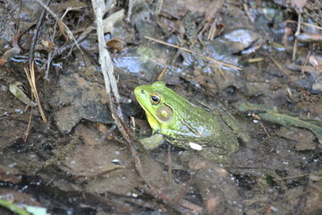 Bull Frog waiting along the stream bank