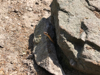 A Garter Snake peering out from under a rock. 