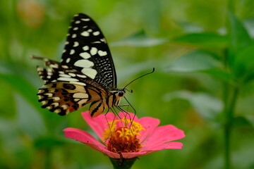 Plakat a tropical butterfly alighted on pink zinnia flowers. The butterfly sucks on honey flowers or nectar for its food. this is a symbiosis between a butterfly and a flower. macro photography.