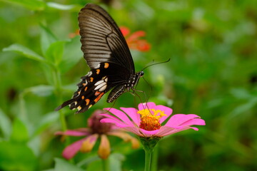 a black tropical butterfly alighted on pink zinnia flowers. The butterfly sucks on honey flowers or nectar for its food. this is a symbiosis between a butterfly and a flower. macro photography.